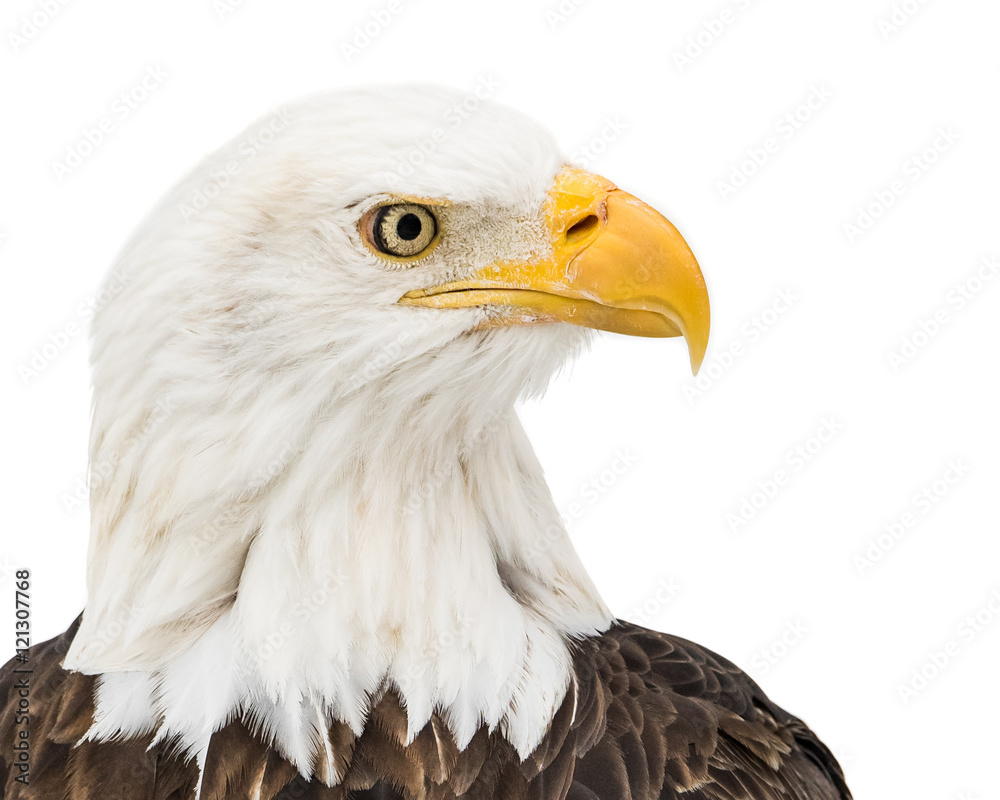 Bald Eagle in Snow III Bald Eagle in Snow III