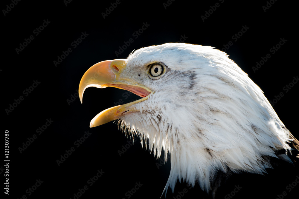 Bald Eagle VIII Bald Eagle VIII