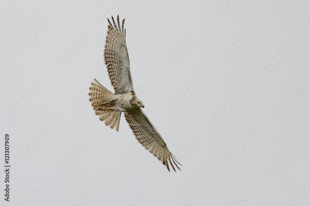 Fototapeta premium Red-tailed Hawk on Gray Background