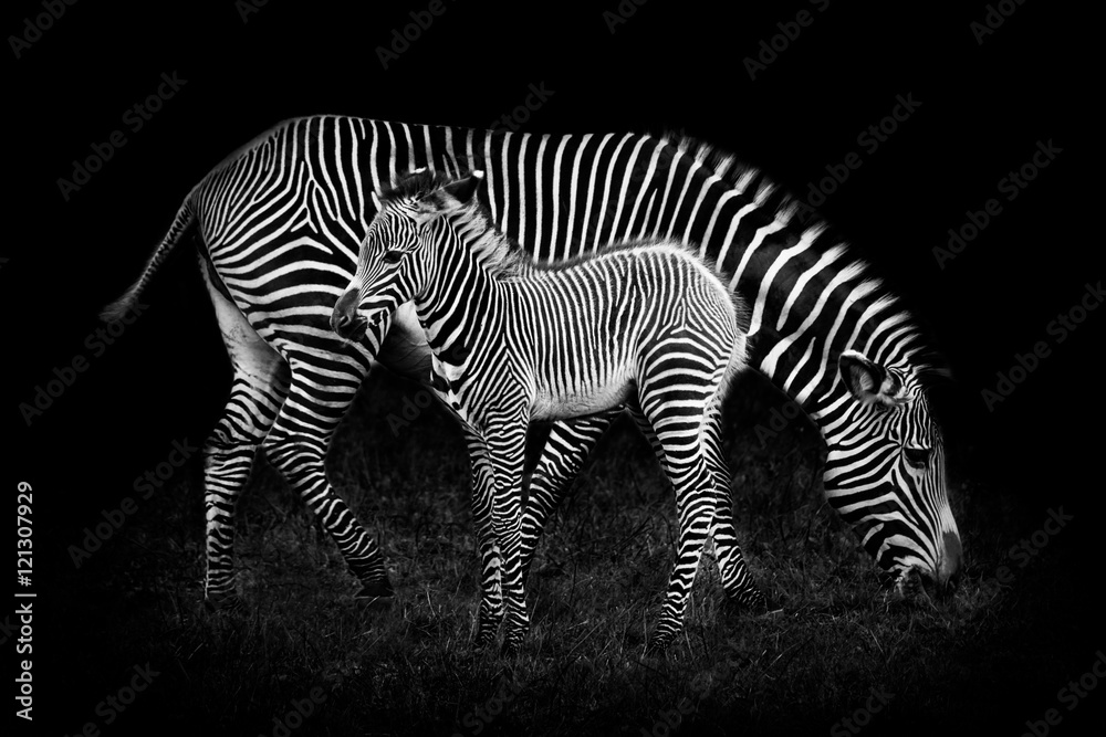 Baby Zebra and Mother - obrazy, fototapety, plakaty 