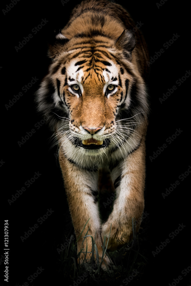 Fototapeta premium Amur Tiger On the Prowl II