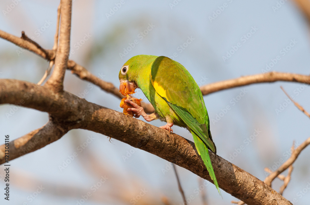 Parakeet bird eating some Coquinhos de Jerivá fruits on a brach of a tree. The bird is holding the fruit with a paw. Beautiful green bird. Parakeet bird eating some Coquinhos de Jerivá fruits on a brach of a tree. The bird is holding the fruit with a paw. Beautiful green bird.
