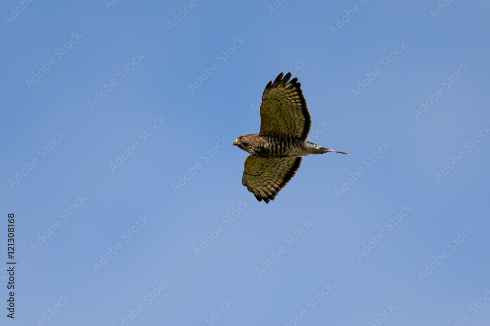 Obraz premium Broad-winged Hawk on Clean Blue Sky Background