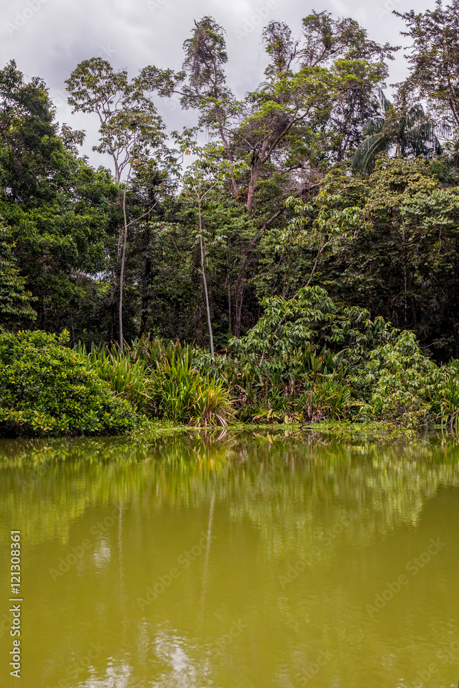 Amazonian Jungle, Cuyabeno Wildlife Reserve