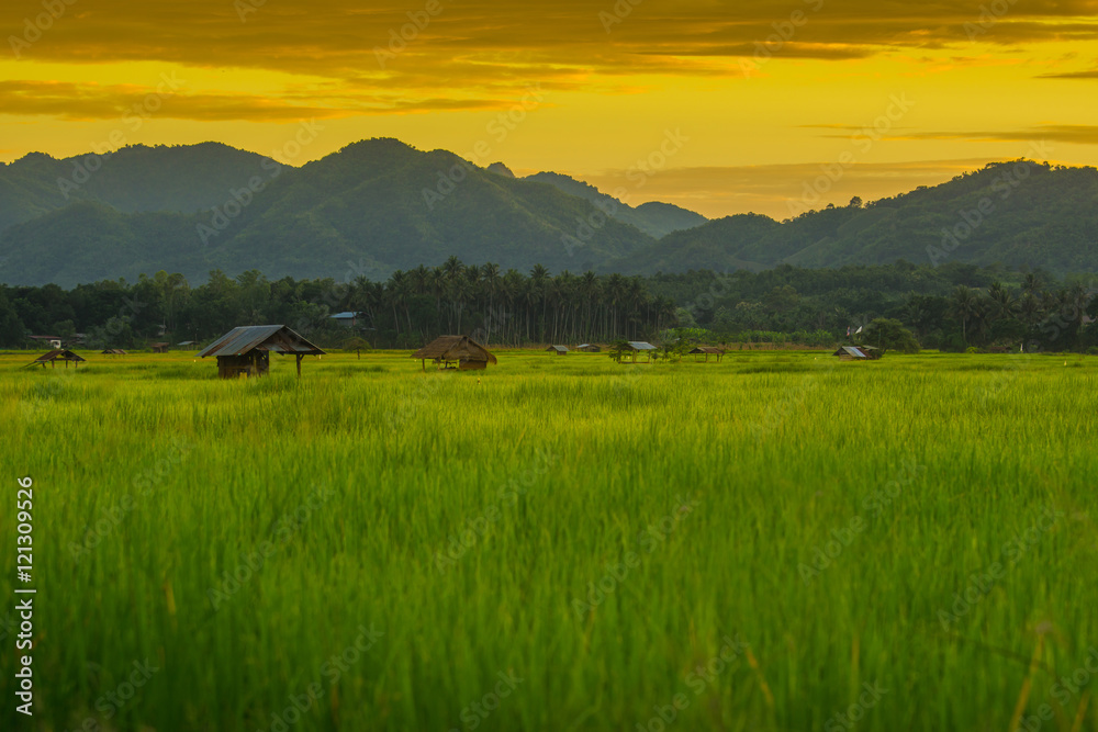 asian rice fields and farmer hut in evening winter, cultivation in the Thailand country.