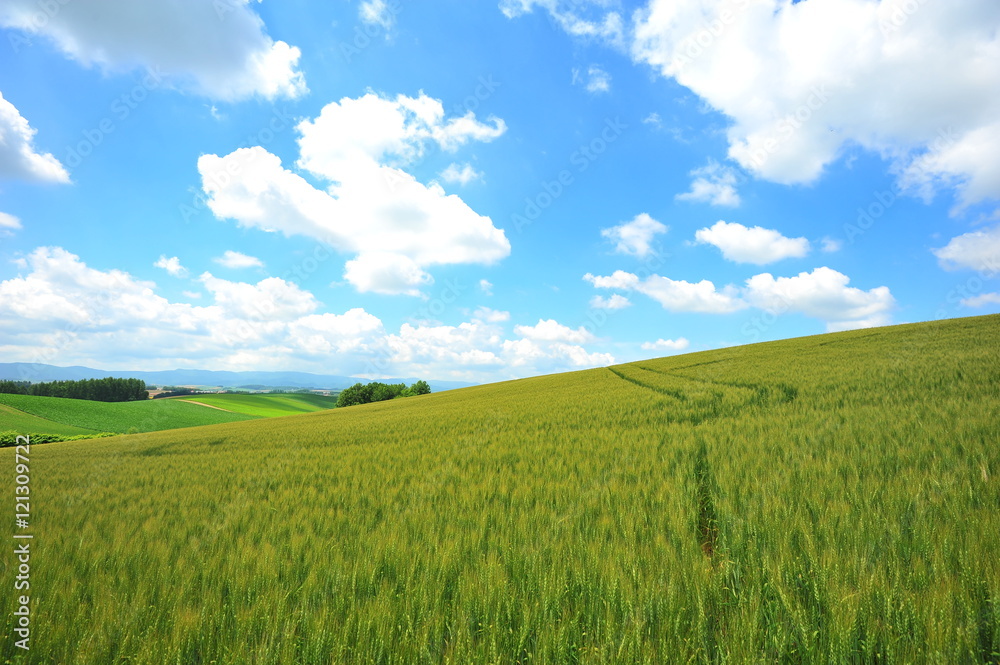 Green Fields in Biei, Hokkaido, Japan