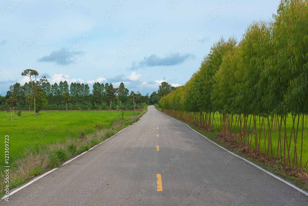 Road in countryside and row of trees in summer for background