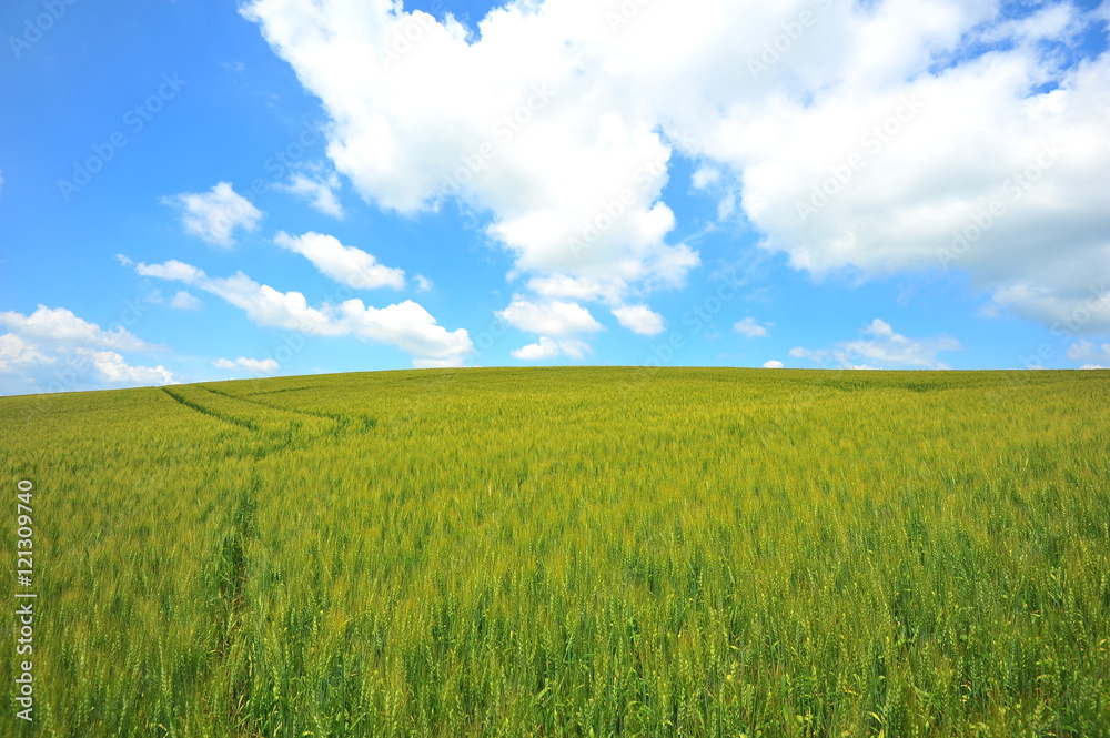 Green Fields in Biei, Hokkaido, Japan Green Fields in Biei, Hokkaido, Japan