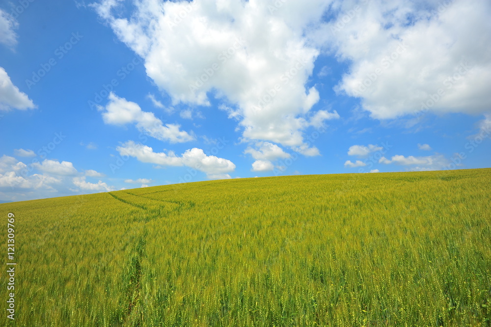 Green Fields in Biei, Hokkaido, Japan