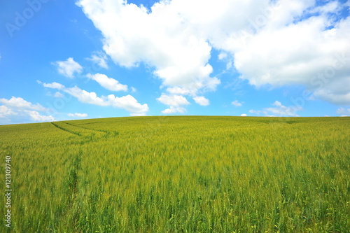Green Fields in Biei  Hokkaido  Japan