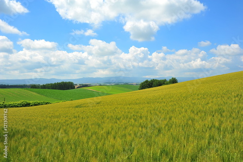 Green Fields in Biei, Hokkaido, Japan