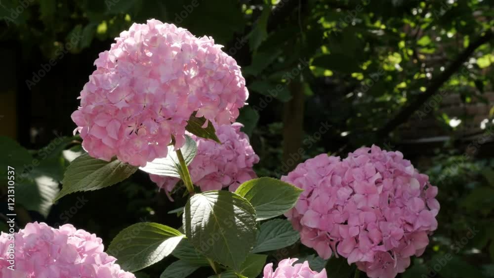 Pink flowers of Hydrangea macrophylla in the garden 4K 2160p 30fps UltraHD footage - Close-up Hydrangeaceae family Hortensia plant and bud 3840X2160 UHD video Pink flowers of Hydrangea macrophylla in the garden 4K 2160p 30fps UltraHD footage - Close-up Hydrangeaceae family Hortensia plant and bud 3840X2160 UHD video