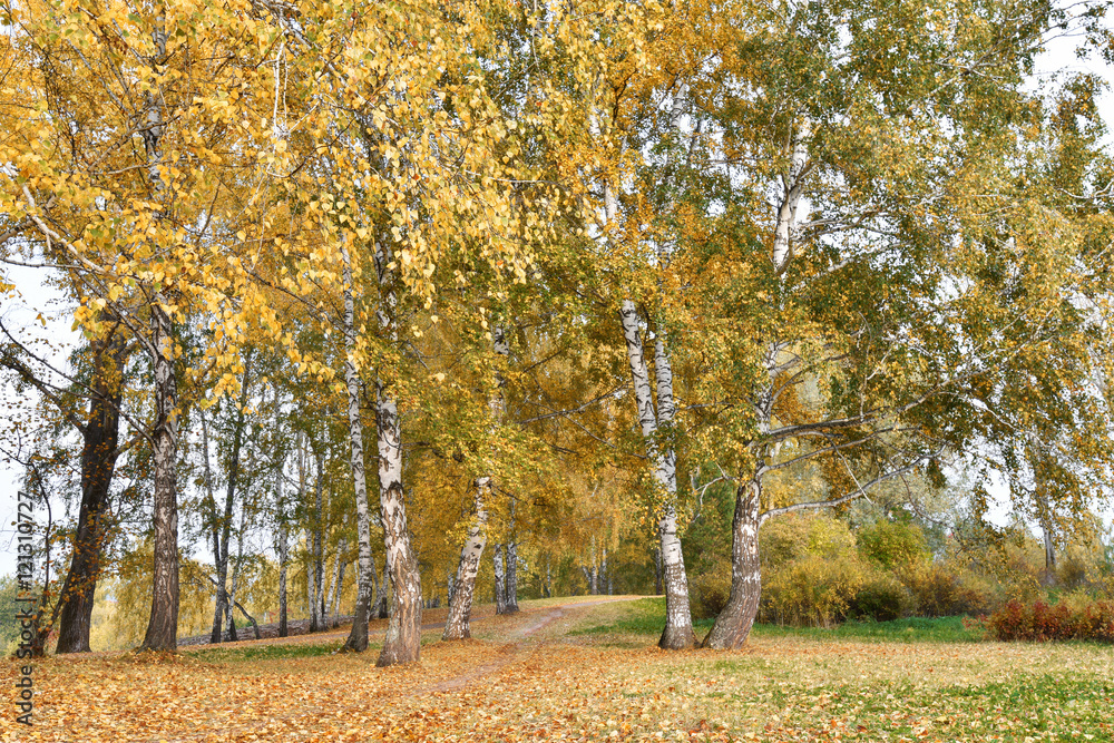 Birch grove with yellow leaves in cloudy autumn day