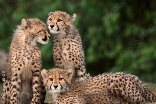 Cheetah Cubs at San Diego Wild Animal Park photo