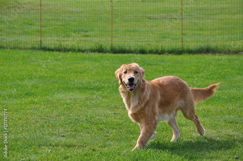 ドッグランのゴールデンレトリーバー犬