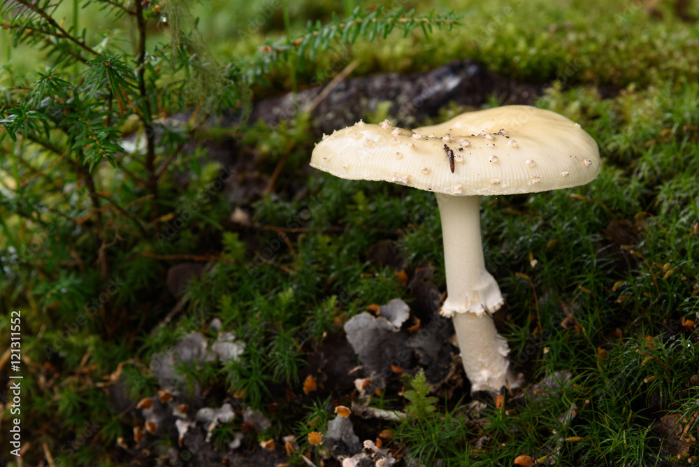 Mushroom Alaska Temperate Rain Forst Mushroom Alaska Temperate Rain Forst