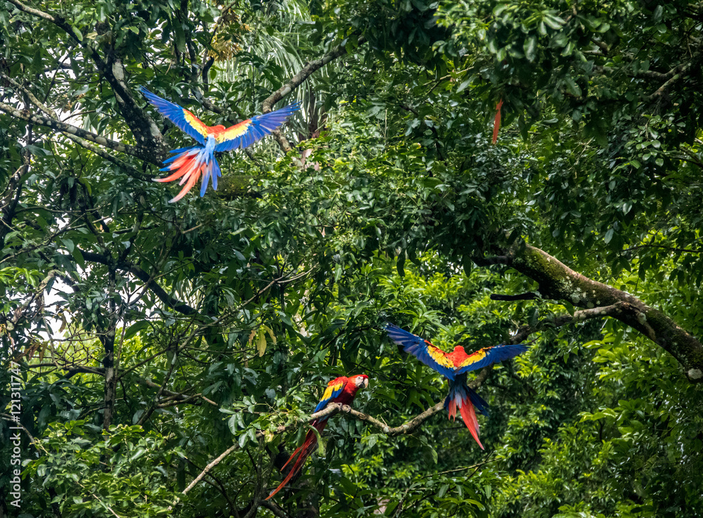 Fototapeta premium Scarlet Macaws Flying - Copan, Honduras