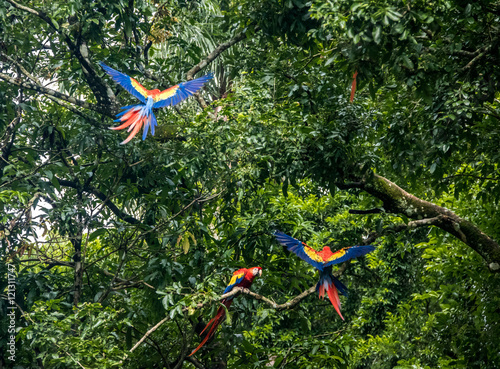 Scarlet Macaws Flying - Copan, Honduras