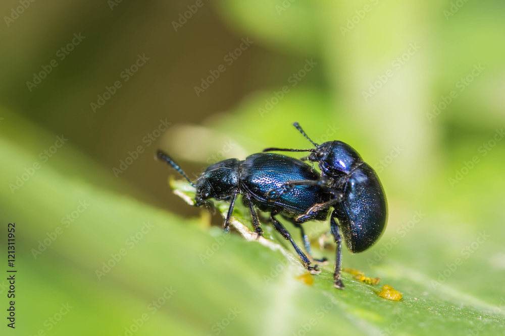 sex of little insects on a leaf close up sex of little insects on a leaf close up