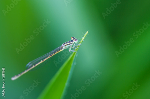 damsel Flies on green leaf © nawin