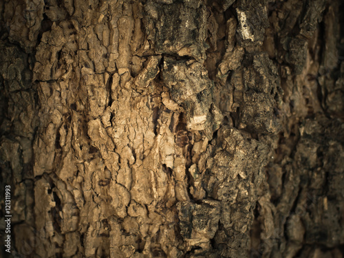 tree trunk texture © baitoey