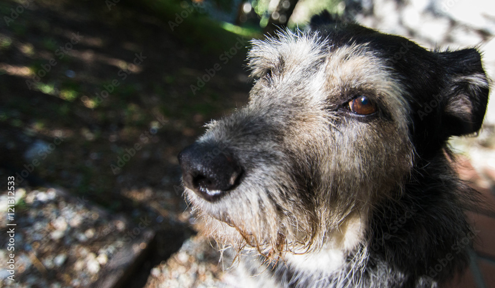 Fototapeta premium Suspicious dog in the street