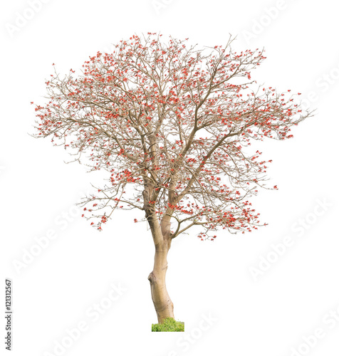 Beautiful blooming red coral tree