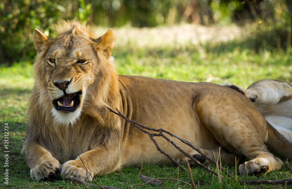 Obraz premium Adolescent Lion (17:11)