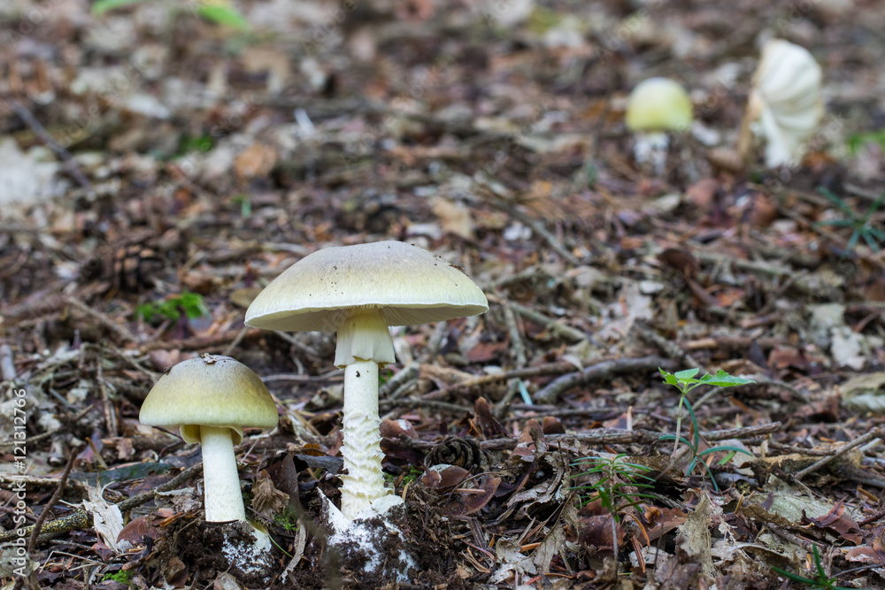 Two Deadly poisonous fungus Amanita phalloides commonly known as Two Deadly poisonous fungus Amanita phalloides commonly known as