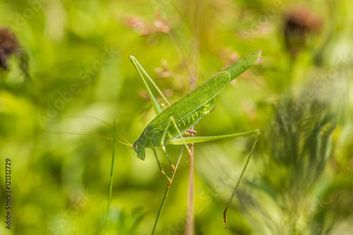 Great Green Bush-Cricket a top of blades