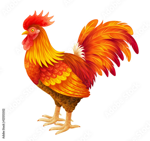 Red rooster illustration