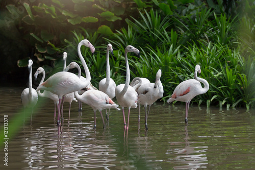 Flock of White flamingos standing in water