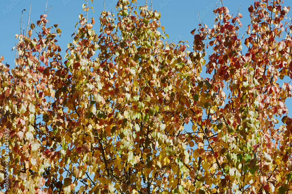 yellowing leaves on the tree in autumn