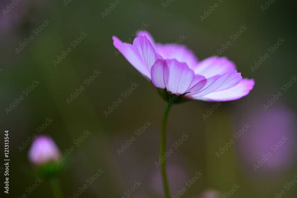 Cosmos bipinnata Cav Cosmos bipinnata Cav