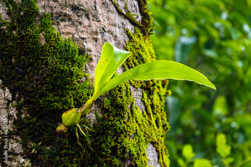 Green creeper plants on rock