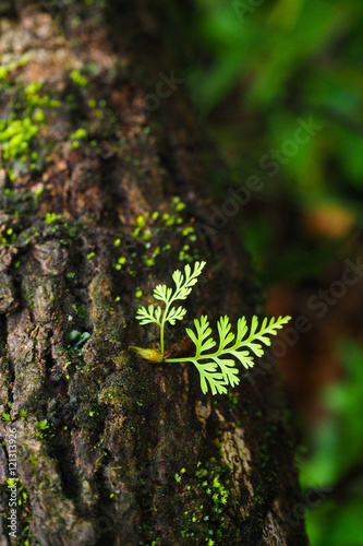 Green creeper plants on rock