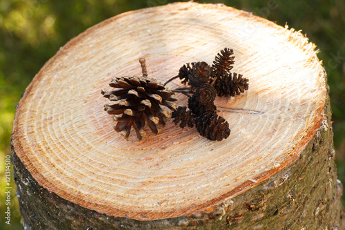 Pine and alder cones on wooden stump in garden on sunny day