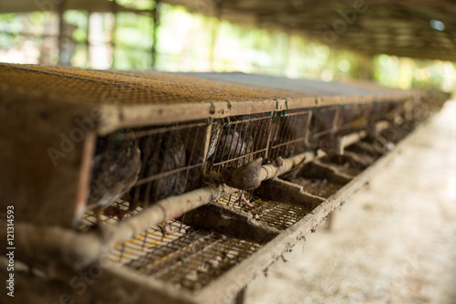 Wallpaper Mural Partridge farm for building eggs Torontodigital.ca