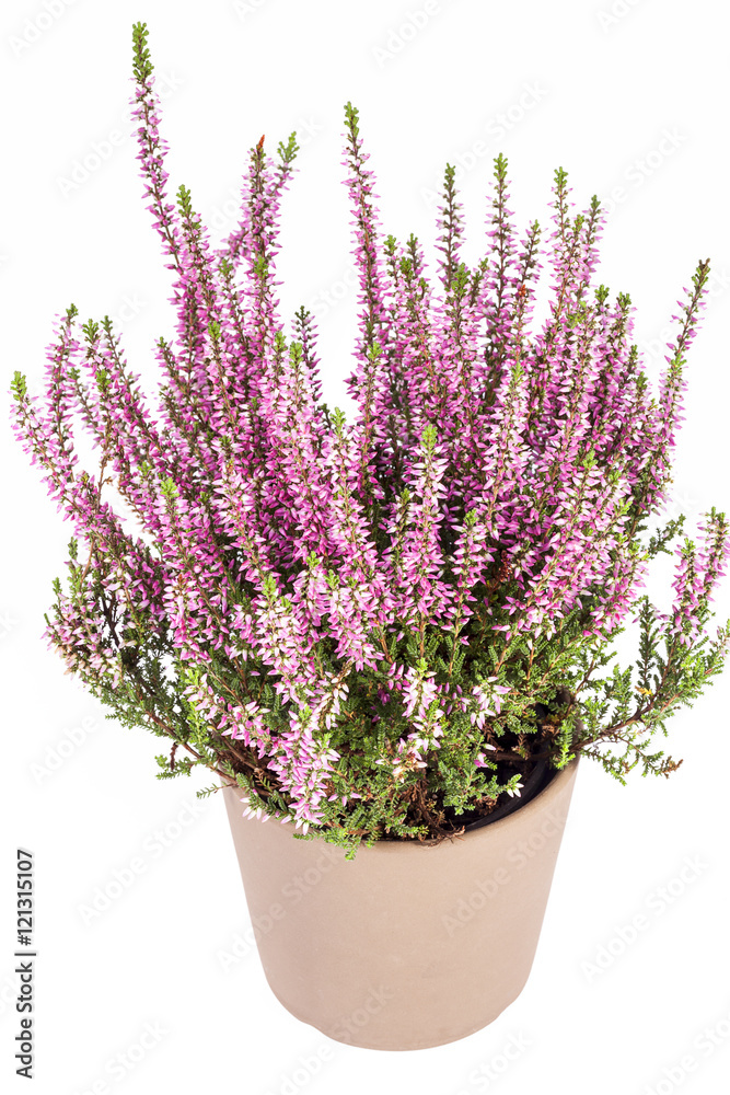Flowers of pink Calluna vulgaris in pot on white background Flowers of pink Calluna vulgaris in pot on white background