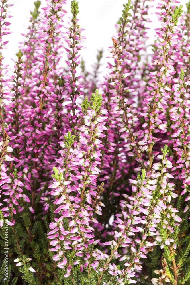 Naklejka premium Flowers of pink Calluna vulgaris on white background