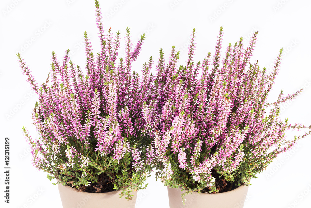 Fototapeta Flowers of pink Calluna vulgaris in pot on white background