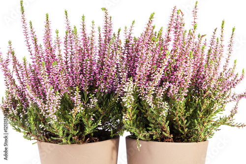 Flowers of pink Calluna vulgaris in pot on white background