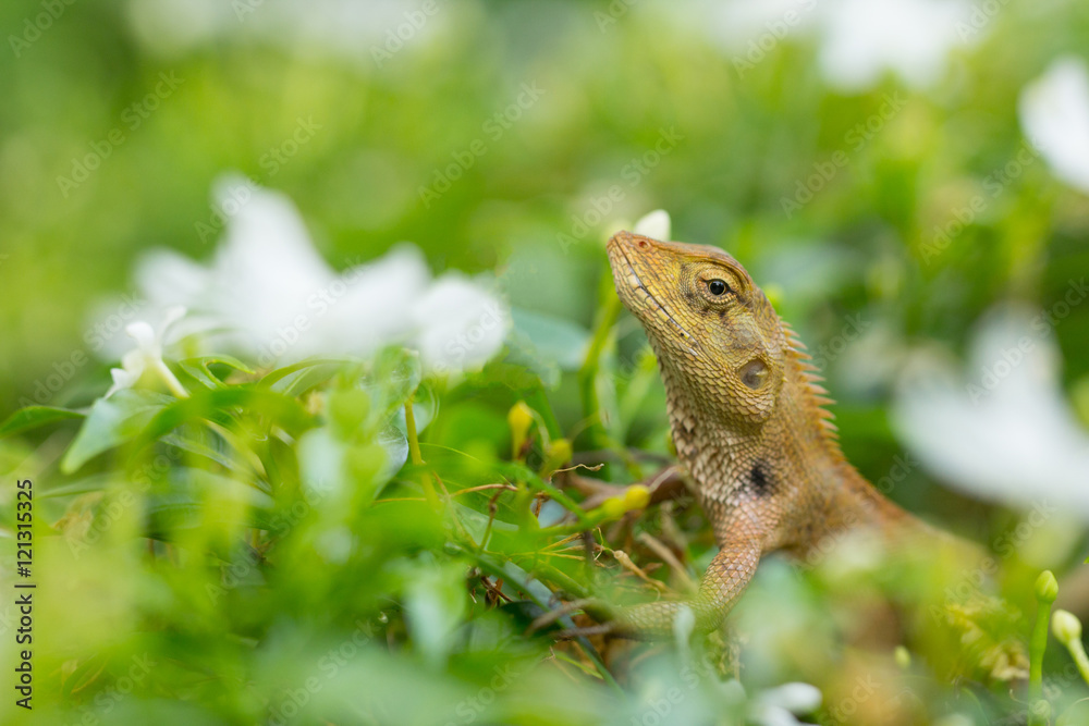 Obraz premium Green nature lizard