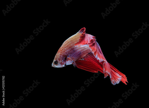 Siamese, fighting fish with black backdrop.