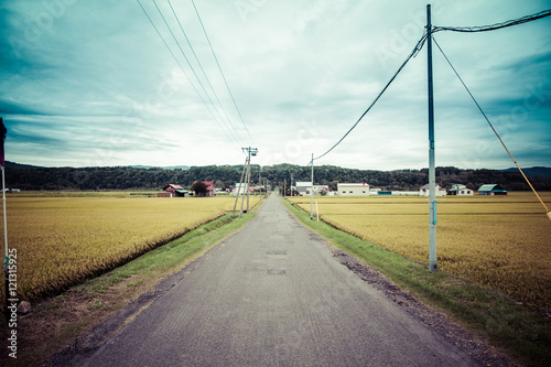 稲作 日本の田園