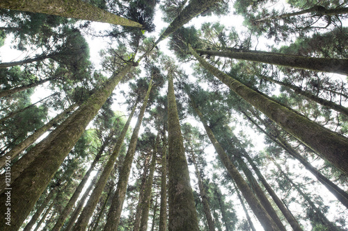 Pine tree in Alishan national park,Taiwan.