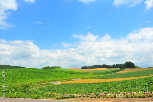 Green Fields in Biei, Hokkaido, Japan