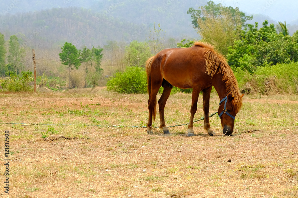 horse in field