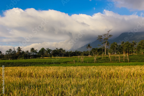 Beautiful mountain landscape with padi Field photo