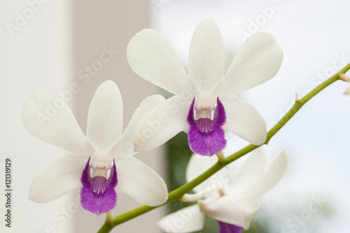 White orchid on natural background